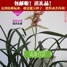 建兰金荷 经典名品全解析与选购养护指南