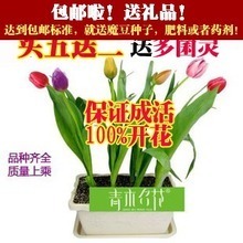 青木名花 产品参考信息与全面解析